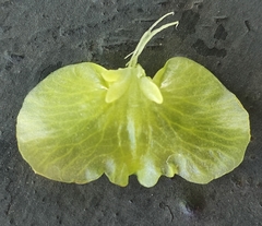 Epidendrum melistagum