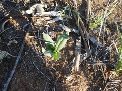 Trichodesma zeylanicum