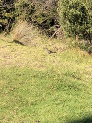 Dasyornis broadbenti