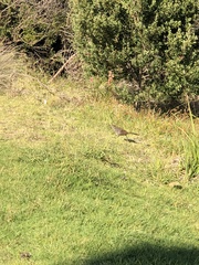 Dasyornis broadbenti