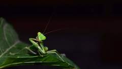 Hierodula latipennis