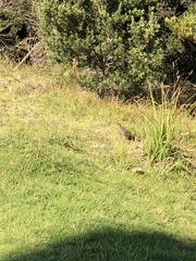 Dasyornis broadbenti