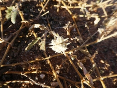 Tribulus eichlerianus