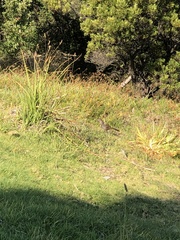 Dasyornis broadbenti