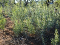 Acacia murrayana