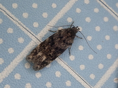 Teleiodes linearivalvata