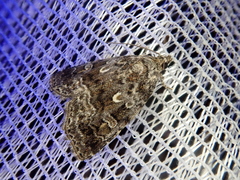 Protodeltote distinguenda