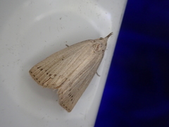 Stenhypena nigripuncta