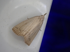 Stenhypena nigripuncta