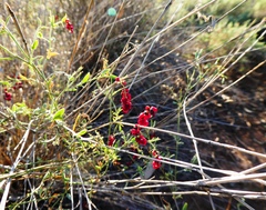 Chenopodium nutans eremaeum