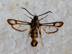 Chamaesphecia dumonti