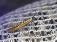 Coleophora alcyonipennella