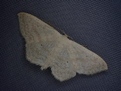 Scopula ignobilis