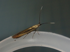 Coleophora alcyonipennella