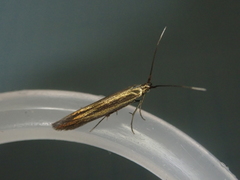 Coleophora alcyonipennella