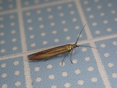 Coleophora alcyonipennella