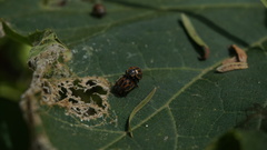 Epilachna paenulata