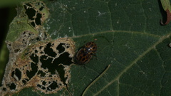 Epilachna paenulata