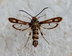 Chamaesphecia dumonti