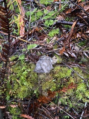 Helvella maculata