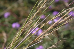 Aristida calycina