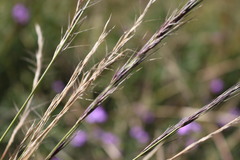 Aristida calycina