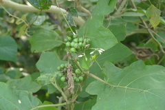 Solanum torvum image