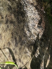 Phoca vitulina richardii