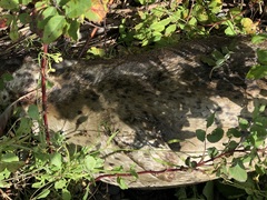 Phoca vitulina richardii