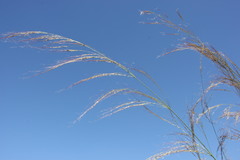 Austrostipa verticillata