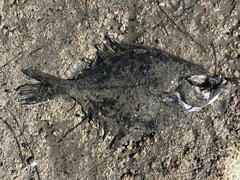 Platichthys stellatus