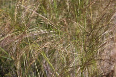Austrostipa verticillata