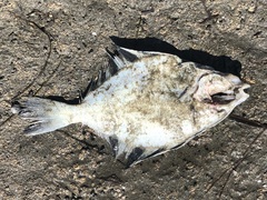 Platichthys stellatus