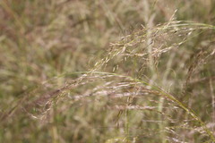 Austrostipa verticillata