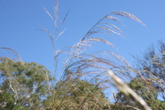 Austrostipa verticillata