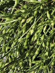 Cakile maritima