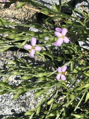 Cakile maritima