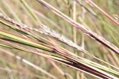 Bothriochloa biloba