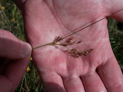 Juncus imbricatus