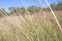 Bothriochloa biloba