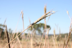 Bothriochloa biloba