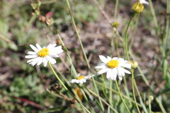 Brachyscome basaltica