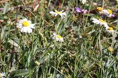 Brachyscome basaltica