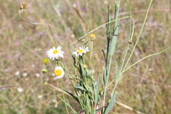 Brachyscome basaltica