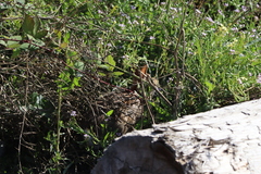 Sylvilagus floridanus