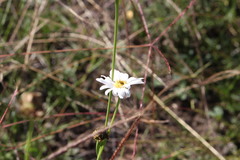 Brachyscome basaltica