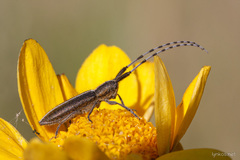 Agapanthia cardui