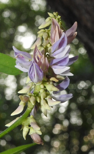 Rosarypea (Abrus precatorius)