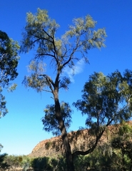 Acacia estrophiolata