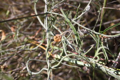 Convolvulus graminetinus
